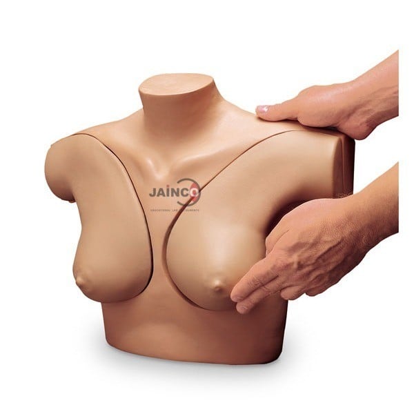Breast Examination Model